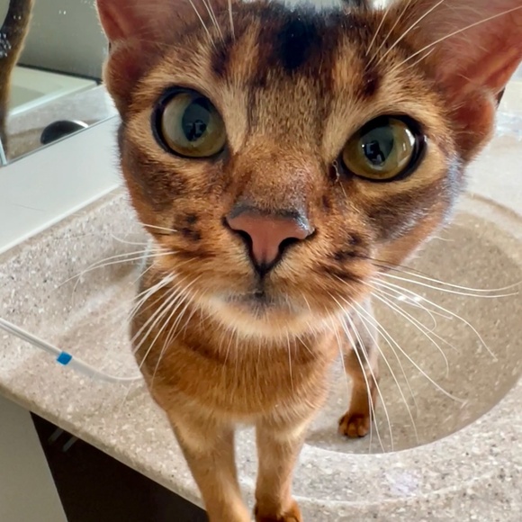 Meet your Posher, Heidi - Picture 2 of 2